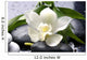 white flower with green leaf on black stones Wall Mural