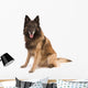 belgian shepherd dog Wall Decal