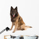 belgian shepherd dog Wall Decal