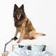 belgian shepherd dog Wall Decal