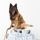 belgian shepherd dog Wall Decal