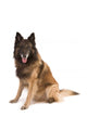 belgian shepherd dog Wall Decal