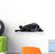 Pug Wall Decal