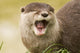 Eurasian River Otter Wall Mural