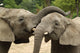Friendly Elephants Wall Mural