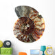 Cup Fossilized Ammonite White Background Wall Decal