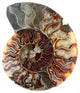 Cup Fossilized Ammonite White Background Wall Decal