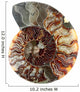Cup Fossilized Ammonite White Background Wall Decal