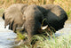 Elefant im Wasser im