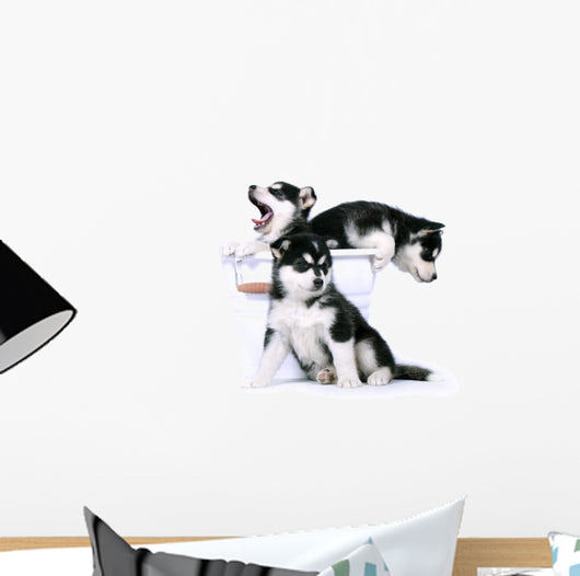 Three Siberian Husky Puppies