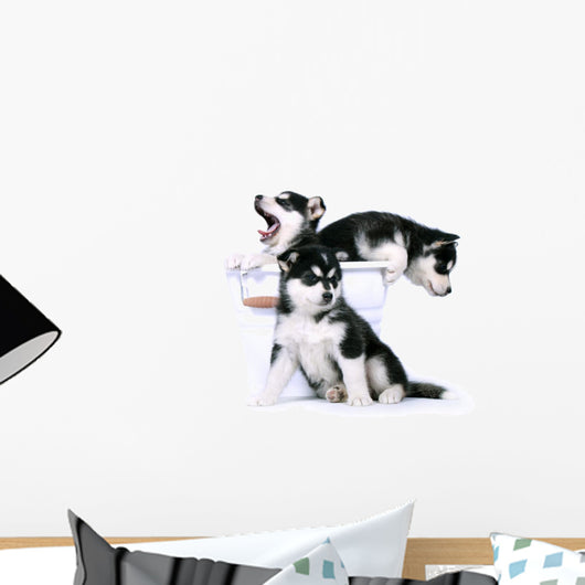 Three Siberian Husky Puppies