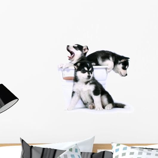 Three Siberian Husky Puppies