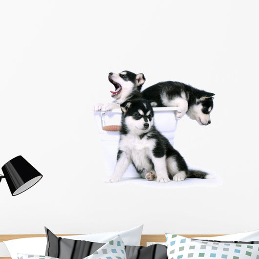 Three Siberian Husky Puppies