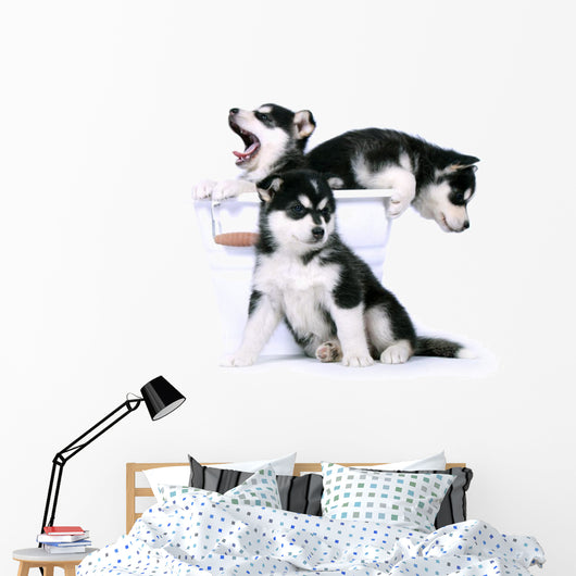 Three Siberian Husky Puppies