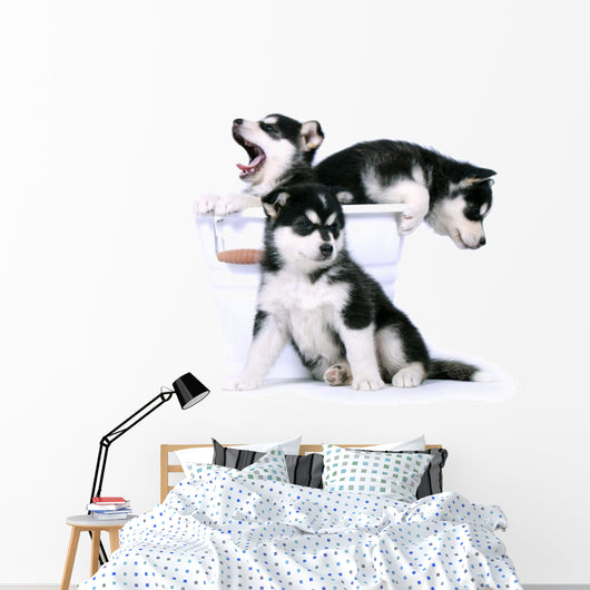 Three Siberian Husky Puppies