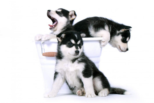 Three Siberian Husky Puppies