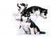 Three Siberian Husky Puppies