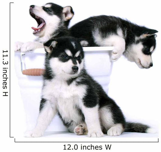 Three Siberian Husky Puppies