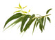Rameau Deucalyptus