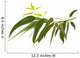 Rameau Deucalyptus