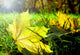 Autum Leave