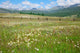 Green Summer Pasture