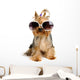 Yorkie in the Glass Wall Decal