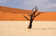 Dead Vlei