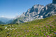Alpine Meadow Wall Decal