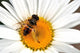 L'abeille Wall Mural