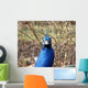 Peacock Head Wall Mural