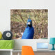 Peacock Head Wall Mural