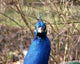 Peacock Head Wall Mural