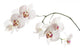 White Orchid Wall Decal Design 2
