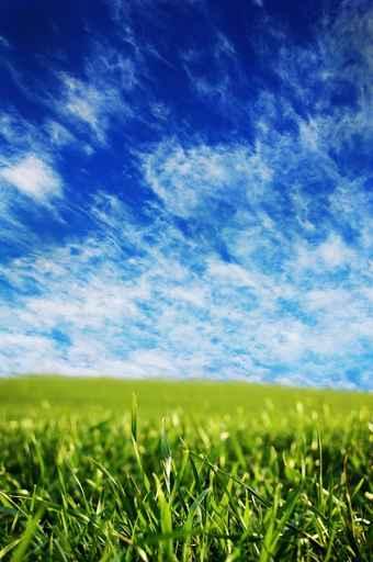 Grasslands Wall Decal