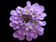 Optional Flower Wall Mural