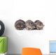 Kittens Sleeping Wall Decal