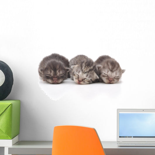 Kittens Sleeping Wall Decal