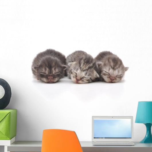 Kittens Sleeping Wall Decal