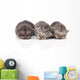 Kittens Sleeping Wall Decal