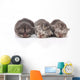 Kittens Sleeping Wall Decal