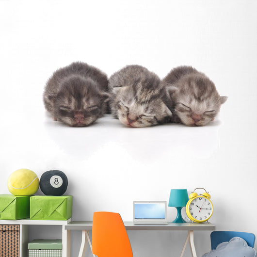 Kittens Sleeping Wall Decal