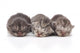 Kittens Sleeping Wall Decal
