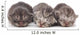 Kittens Sleeping Wall Decal