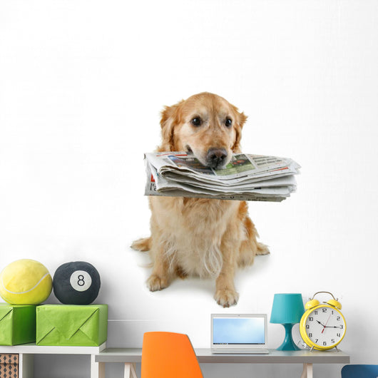 golden retriever, brings the newspaper Wall Decal