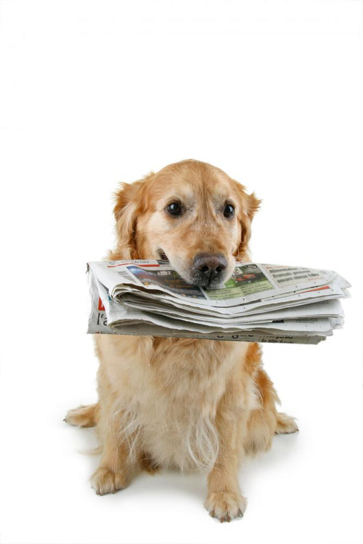 golden retriever, brings the newspaper Wall Decal