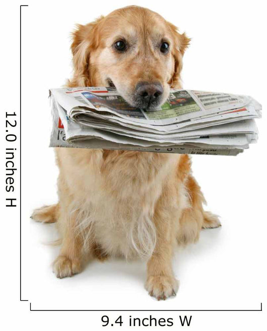 golden retriever, brings the newspaper Wall Decal