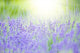 Lavender Wall Mural