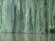 willow Wall Mural