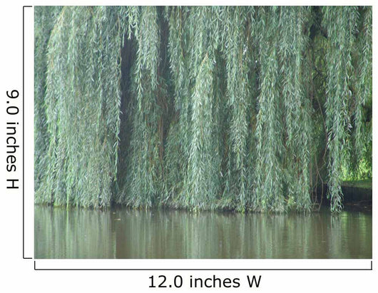 willow Wall Mural